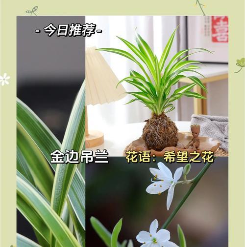 吊兰修剪的正确步骤是什么？