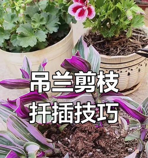 吊兰修剪的正确步骤是什么？