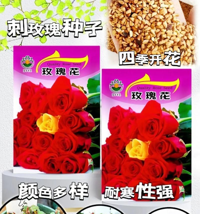 玫瑰花的种子是什么样的？如何正确播种玫瑰花？