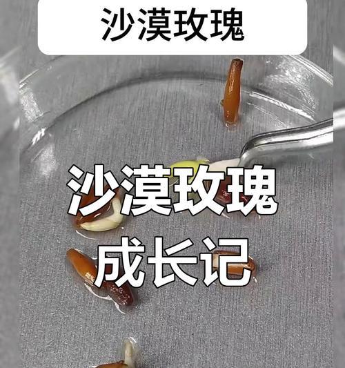 玫瑰花的种子是什么样的？如何正确播种玫瑰花？