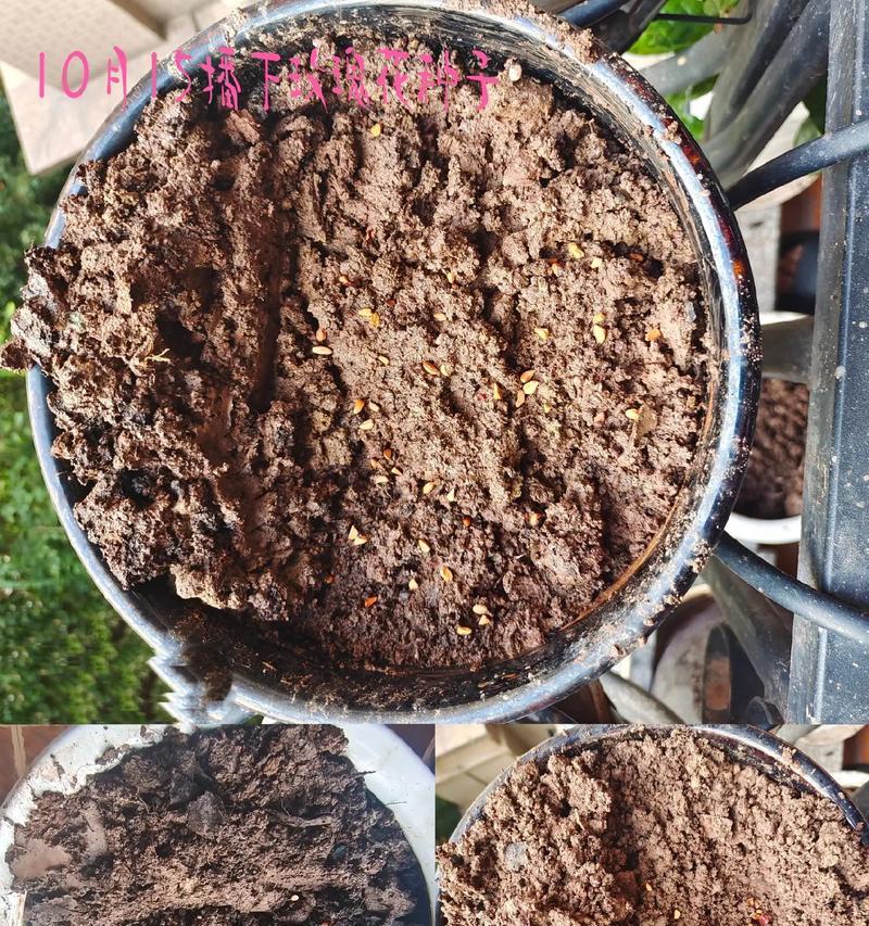 玫瑰花的种子是什么样的？如何正确播种玫瑰花？