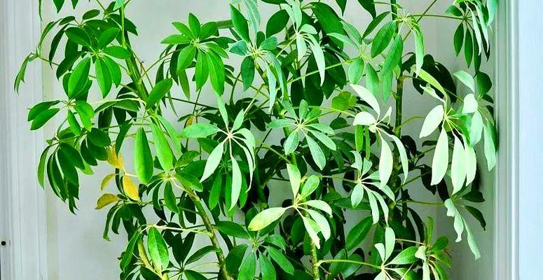 鸭脚木落叶怎么办？落叶原因及解决措施是什么？