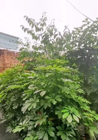 鸭脚木落叶怎么办？落叶原因及解决措施是什么？