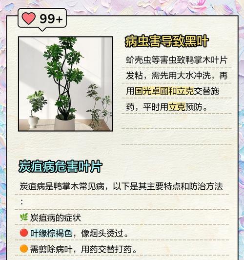 鸭脚木落叶怎么办？落叶原因及解决措施是什么？