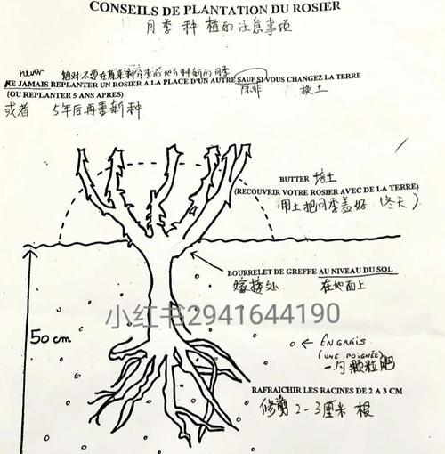 玫瑰花栽培的正确步骤是什么？