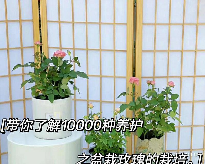 玫瑰花栽培的正确步骤是什么？
