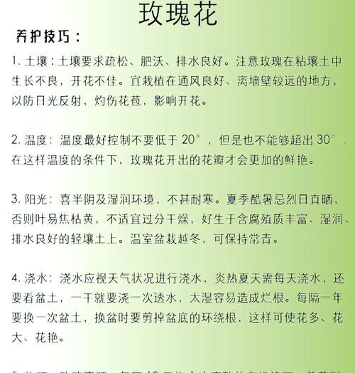玫瑰花栽培的正确步骤是什么？