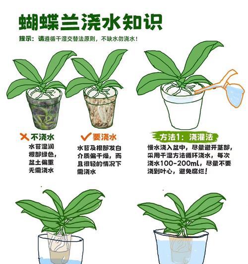 水培牡丹吊兰的正确步骤是什么？有哪些注意事项？
