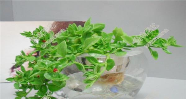 水培牡丹吊兰的正确步骤是什么？有哪些注意事项？