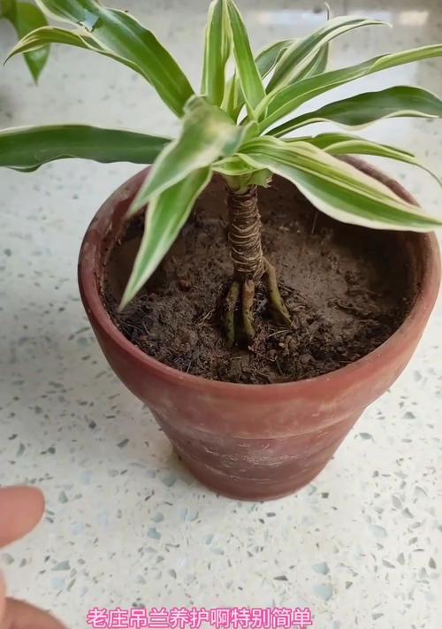 吊兰的繁殖方法有哪些？如何提高繁殖的成功率？
