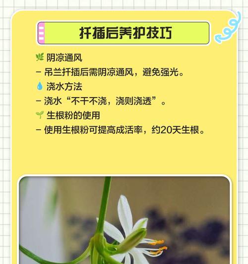 吊兰的繁殖方法有哪些？如何提高繁殖的成功率？