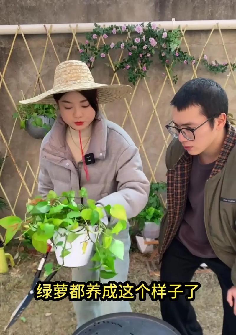 绿萝施什么肥好？绿萝施肥的正确时机和方法是什么？
