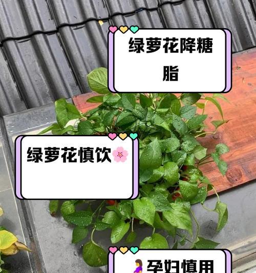 绿萝施什么肥好？绿萝施肥的正确时机和方法是什么？