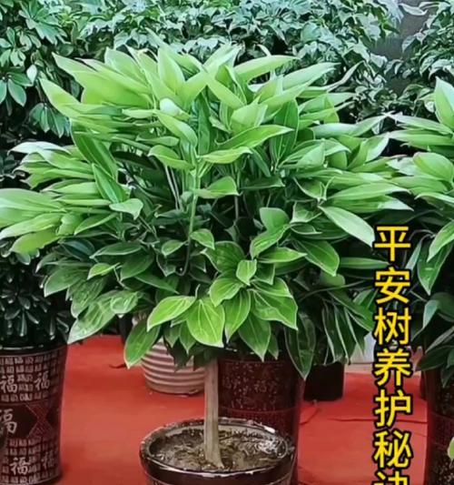 平安树如何养护才能长得更好？