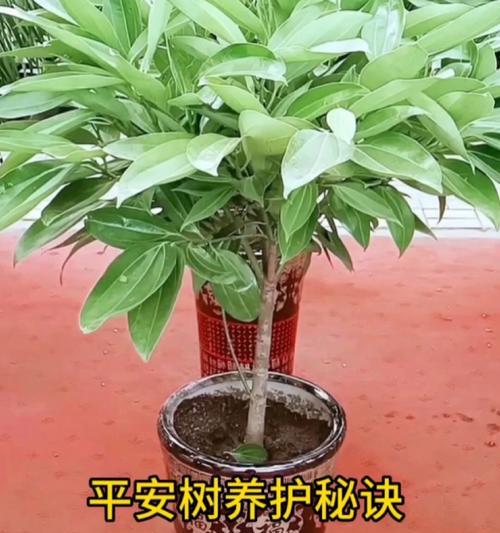 平安树如何养护才能长得更好？