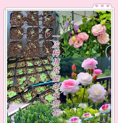 洋桔梗种植的步骤和要点是什么？
