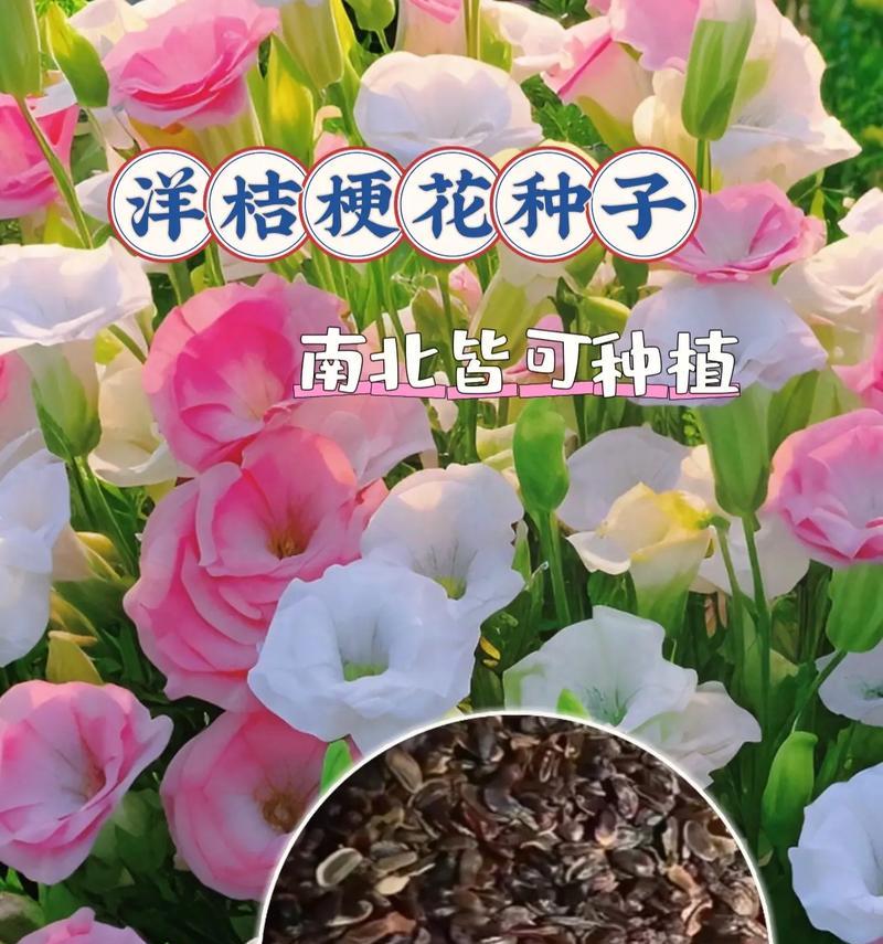 洋桔梗种植的步骤和要点是什么？
