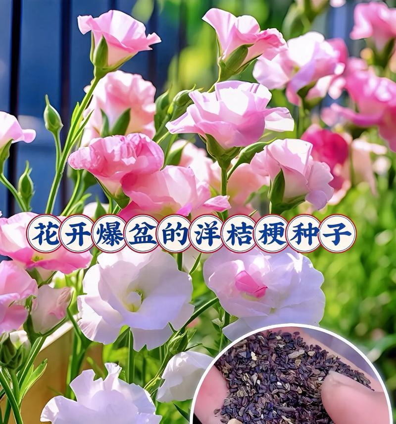 洋桔梗种植的步骤和要点是什么？