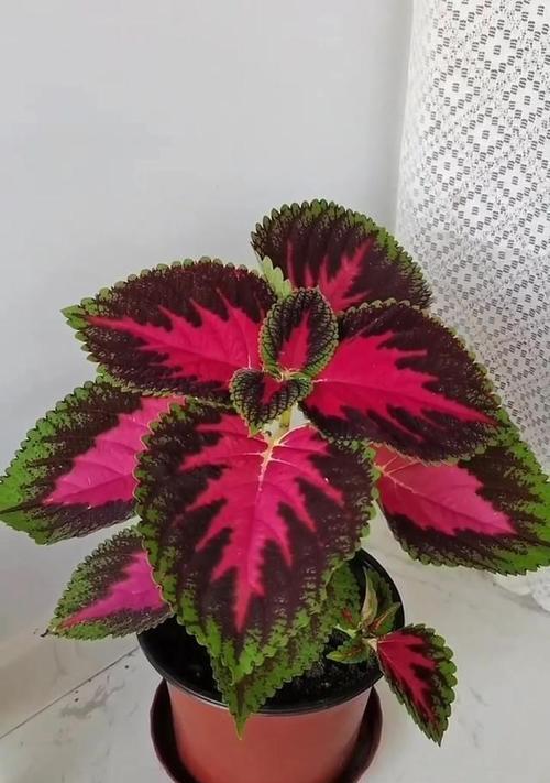 彩叶草品种丰富如何选择？彩叶草的养殖技巧是什么？