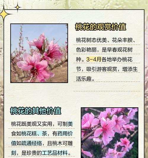 桃花长什么样？如何辨别桃花与其他相似花卉？