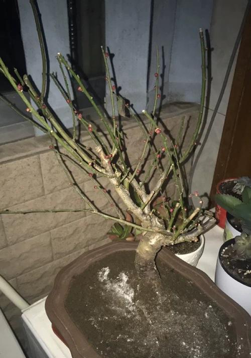 盆栽梅花的养护方法是什么？