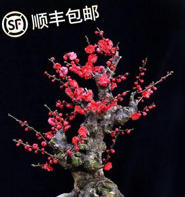 盆栽梅花的养护方法是什么？