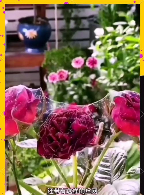 如何预防月季红蜘蛛？预防措施和治疗方法有哪些？
