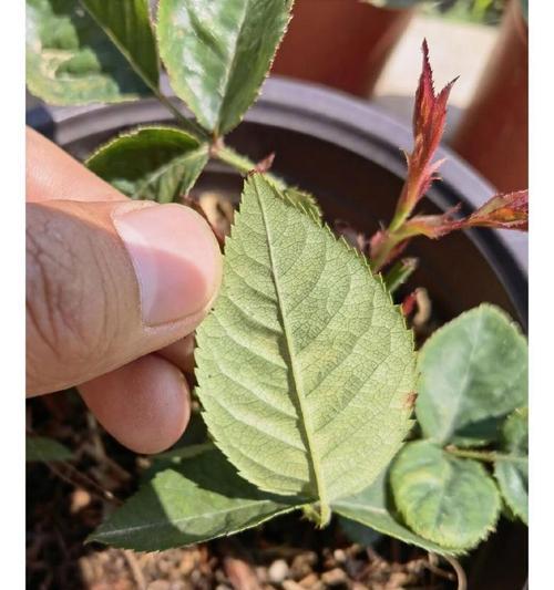如何预防月季红蜘蛛？预防措施和治疗方法有哪些？
