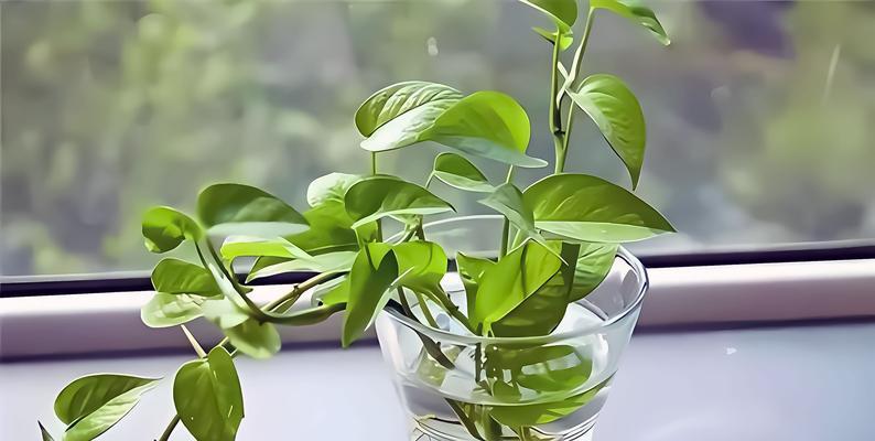 绿萝叶子出现破洞的可能原因及补救措施是什么？