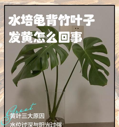 转运竹叶子发黄怎么办？家庭养护的秘诀？