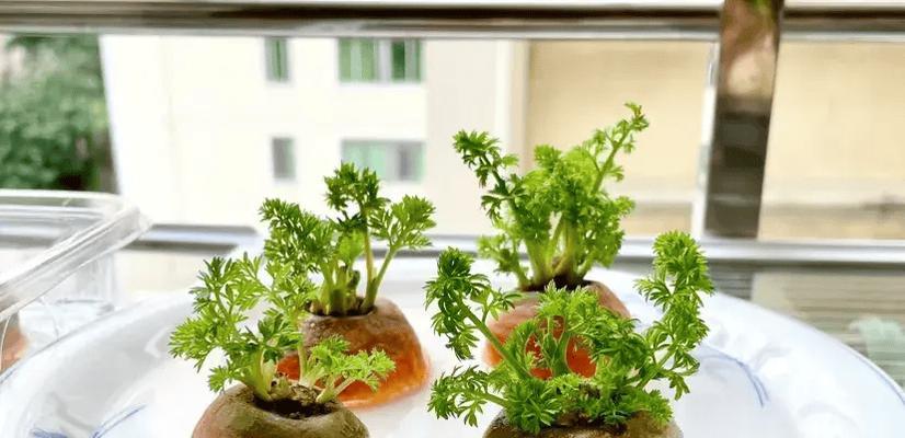 水栽植物有哪些？它们的养护技巧是什么？