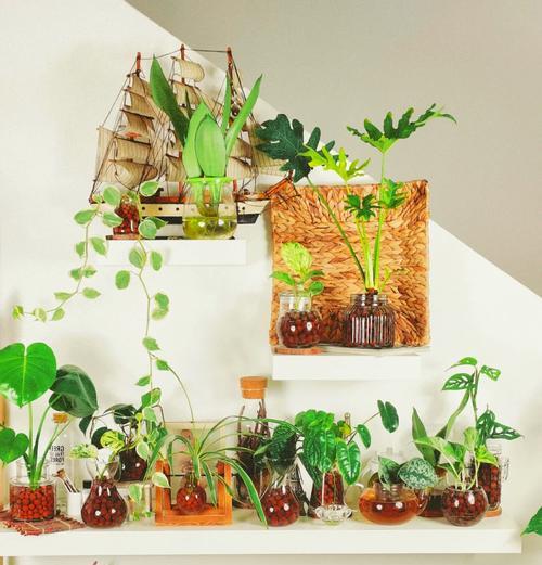 水栽植物有哪些？它们的养护技巧是什么？