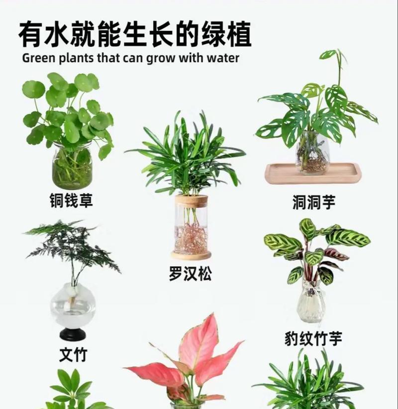 水培藤蔓植物有哪些？适合水培的藤蔓植物有哪些？