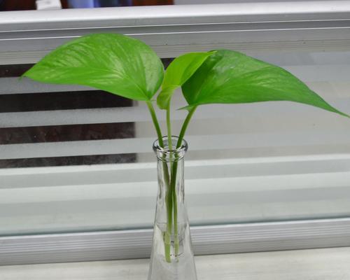 水培藤蔓植物有哪些？适合水培的藤蔓植物有哪些？