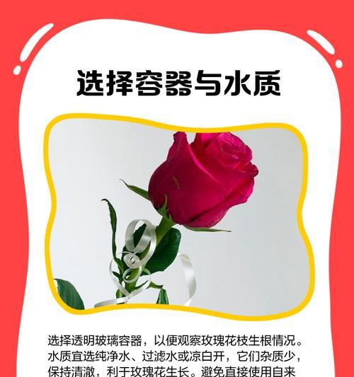 玫瑰花繁殖的正确步骤和技巧是什么？
