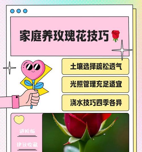 玫瑰花繁殖的正确步骤和技巧是什么？