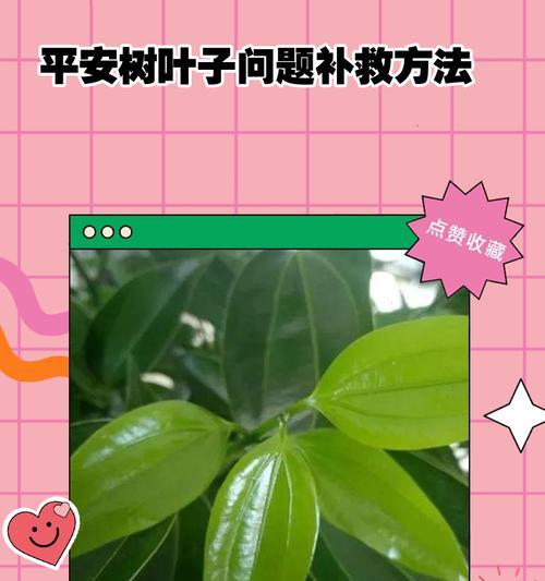 平安树繁殖的有效方法是什么？
