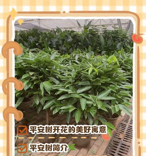 平安树繁殖的有效方法是什么？