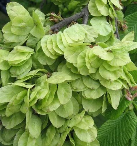 乔木植物有哪些种类？如何选择适合的乔木植物？