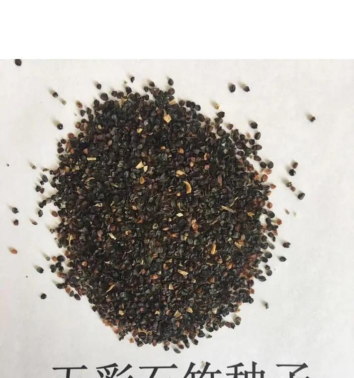 玫瑰种子的外观特征是什么？