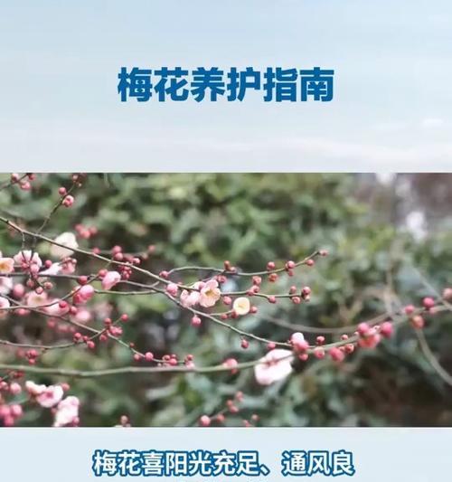 梅花浇水的正确方法是什么？如何避免过度浇水？