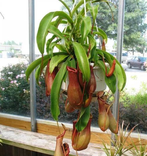 哪些植物能驱蚊虫？驱蚊植物的种类与使用方法？