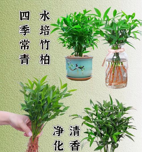 哪些植物能驱蚊虫？驱蚊植物的种类与使用方法？