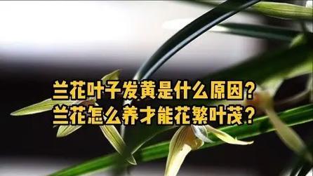 美国兰花的养殖技巧有哪些？