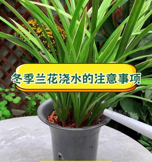 美国兰花的养殖技巧有哪些？