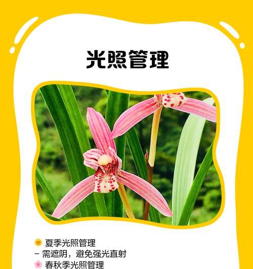 美国兰花的养殖技巧有哪些？