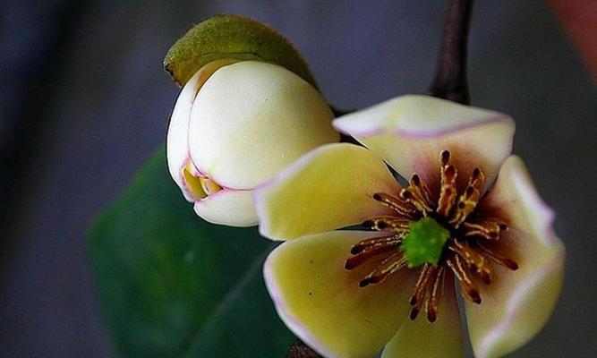 含笑花扦插的正确方法是什么？
