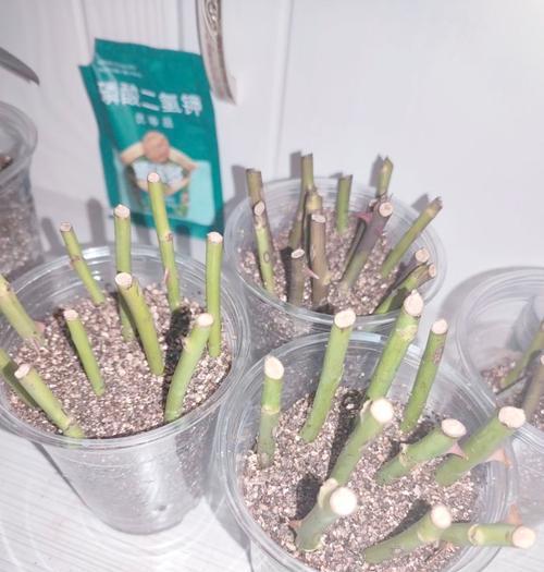 含笑花扦插的正确方法是什么？