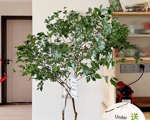 杜鹃花水养的正确方法是什么？