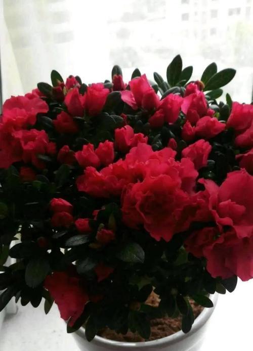杜鹃花水养的正确方法是什么？